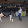 Wintershow_NH_2016_040