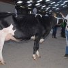 Wintershow_NH_2016_042