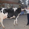 Wintershow_NH_2016_043