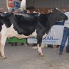 Wintershow_NH_2016_050