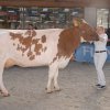 Wintershow_NH_2016_054