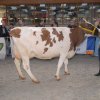Wintershow_NH_2016_056