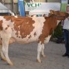 Wintershow_NH_2016_058