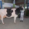 Wintershow_NH_2016_059