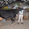 Wintershow_NH_2016_065