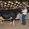 Wintershow_NH_2016_070