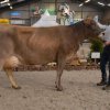 Wintershow_NH_2016_073