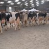Wintershow_NH_2016_075