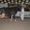 Wintershow_NH_2016_086