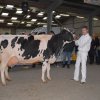Wintershow_NH_2016_088