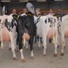Wintershow_NH_2016_093