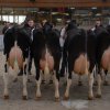 Wintershow_NH_2016_098
