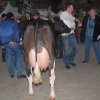 Wintershow_NH_2016_113