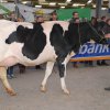 Wintershow_NH_2017_05