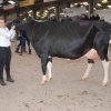 Wintershow_NH_2017_09