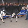 Wintershow_NH_2017_15