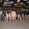 Wintershow_NH_2017_17