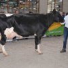 Wintershow_NH_2017_21