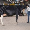 Wintershow_NH_2017_26