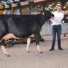 Wintershow_NH_2017_28
