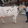 Wintershow_NH_2017_32