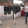 Wintershow_NH_2017_33