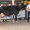 Wintershow_NH_2017_34