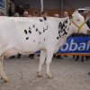 Wintershow_NH_2017_36