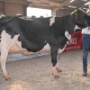 Wintershow_NH_2017_37