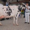 Wintershow_NH_2017_39