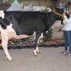 Wintershow_NH_2017_40