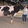 Wintershow_NH_2017_42