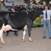Wintershow_NH_2017_43