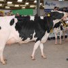 Wintershow_NH_2017_44