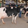 Wintershow_NH_2017_45