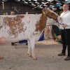 Wintershow_NH_2017_48