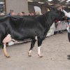 Wintershow_NH_2017_50