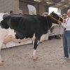 Wintershow_NH_2017_51