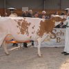 Wintershow_NH_2017_57