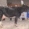 Wintershow_NH_2017_58