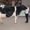 Wintershow_NH_2017_59