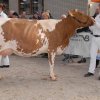 Wintershow_NH_2017_62
