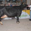Wintershow_NH_2017_63