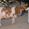 Wintershow_NH_2017_67