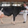 Wintershow_NH_2017_70