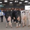 Wintershow_NH_2017_77