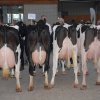 Wintershow_NH_2017_79