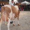 Wintershow_NH_2017_82