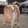 Wintershow_NH_2017_83