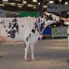 Wintershow_NH_2017_88